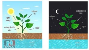 T&aacute;c động c&oacute; thể xảy ra của co2 v&agrave; nhiệt độ cao l&ecirc;n sự tăng trưởng v&agrave; ph&aacute;t triển của c&acirc;y họ đậu