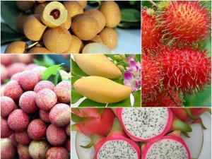 Xuất khẩu rau quả sang Trung Quốc giảm, sang Đông Nam Á tăng mạnh