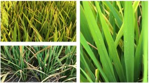 Rầy phấn trắng (Aleurocybotus indicus), dịch hại kh&oacute; ph&ograve;ng trị tr&ecirc;n l&uacute;a vụ H&egrave; Thu