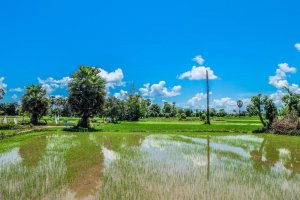 X&acirc;y dựng c&aacute;c ti&ecirc;u ch&iacute; m&ocirc;i trường, danh mục ph&acirc;n loại xanh ở Việt Nam