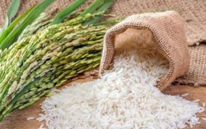 TT l&uacute;a gạo Ch&acirc;u &Aacute; tuần tới 24/9: Gi&aacute; đồng loạt giảm