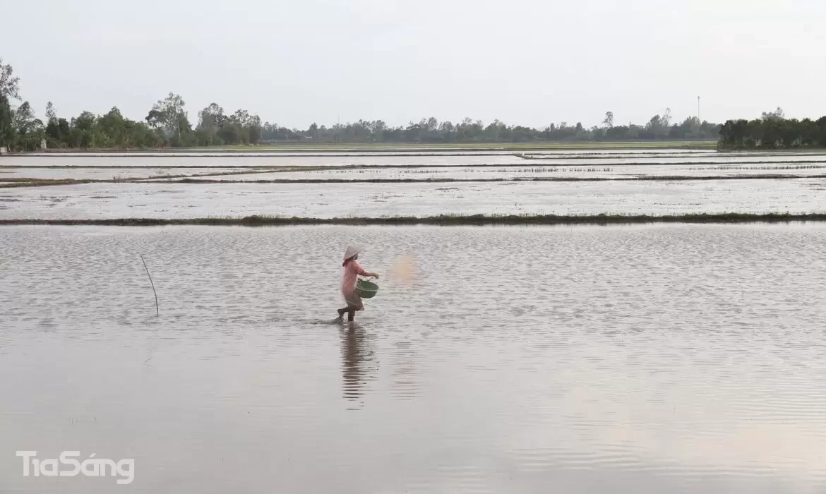 Ruộng hữu cơ kh&oacute; tr&aacute;nh tồn dư thuốc trừ s&acirc;u do '&ocirc; nhiễm ch&eacute;o'