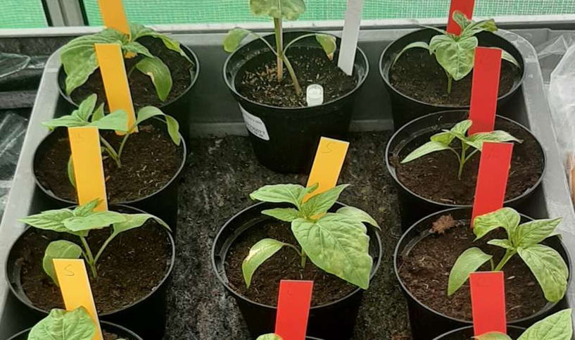 Sản xuất c&agrave; chua v&agrave; ớt đang đối mặt với những mối đe dọa mới