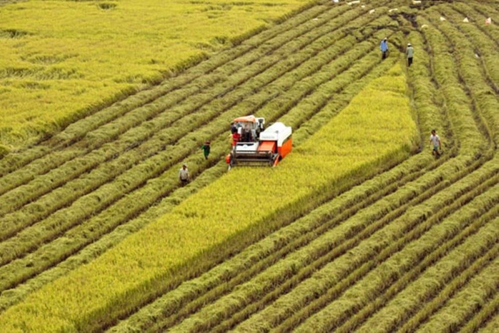 Sản xuất n&ocirc;ng nghiệp 7 th&aacute;ng năm 2025 tăng trưởng ổn định