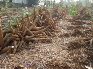 Gi&aacute; sắn c&oacute; thể tăng l&ecirc;n mức kỷ lục v&agrave;o cuối vụ