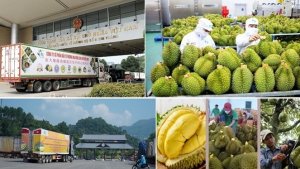 Yếu tố &ldquo;sống &ndash; c&ograve;n&rdquo; với vị thế ng&agrave;nh sầu ri&ecirc;ng
