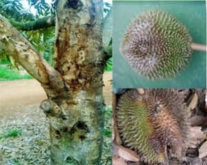Nấm Phytophthora g&acirc;y bệnh tr&ecirc;n c&acirc;y sầu ri&ecirc;ng tại tỉnh Đắk Lắk v&agrave; Tiền Giang