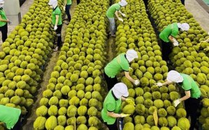Giá trị xuất khẩu rau quả quý 1 giảm 11,3%