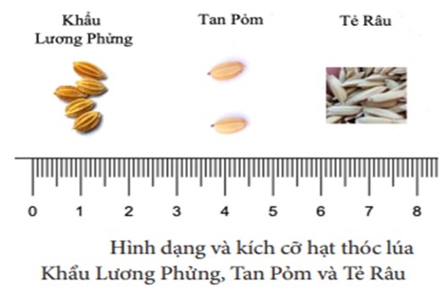Sử dụng chỉ thị ph&acirc;n tử nhận biết gen thơm v&agrave; đ&aacute;nh gi&aacute; sự kh&aacute;c biệt giống l&uacute;a Khẩu Lương Phửng, Nếp Tan Pỏm v&agrave; Tẻ R&acirc;u