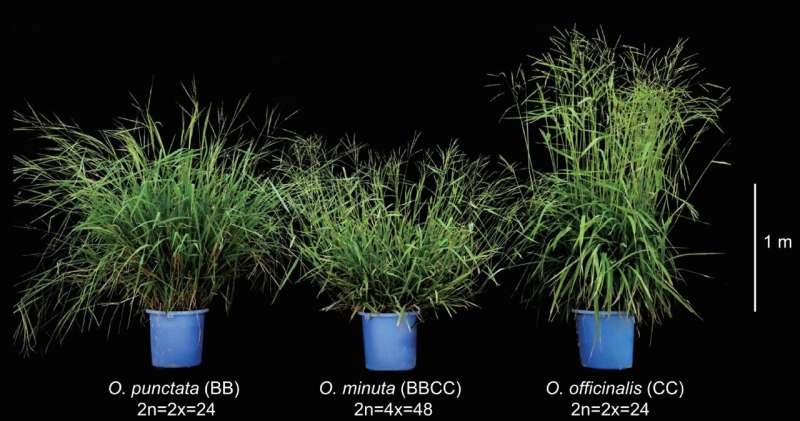 Sự tiến h&oacute;a bộ gen cho thấy hai m&ocirc; h&igrave;nh lưỡng bội h&oacute;a ở thực vật