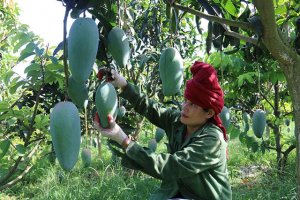 Yếu tố quyết định tăng trưởng ng&agrave;nh n&ocirc;ng nghiệp: Sản xuất theo thị trường