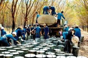 Trung Quốc l&agrave; thị trường xuất khẩu cao su tiềm năng của Việt Nam 