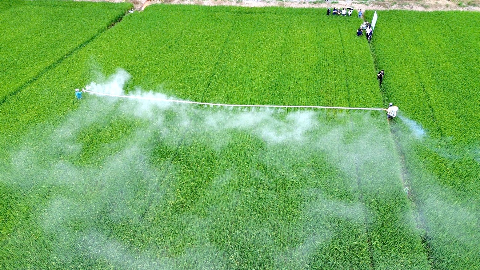 Tăng tốc nhân rộng mô hình lúa chất lượng cao, phát thải thấp