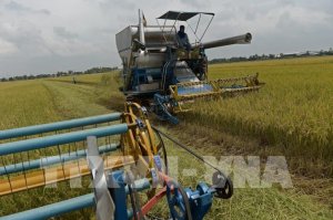 Th&aacute;i Lan điều chỉnh chiến lược l&uacute;a gạo để tăng t&iacute;nh cạnh tranh