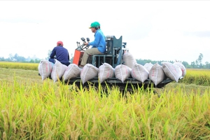 Thị trường gạo qu&yacute; I/2026: Đ&agrave; tăng gi&aacute; quay lại, thị trường dần khởi sắc