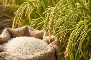 Thị trường gạo th&aacute;ng 5/2026: Gi&aacute; gạo xuất khẩu của Việt Nam lập đỉnh cao nhất trong 16 th&aacute;ng