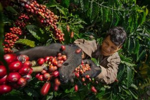 Gi&aacute; c&agrave; ph&ecirc; h&ocirc;m nay 8/2: Gi&aacute; c&agrave; ph&ecirc; trong nước tăng nhẹ
