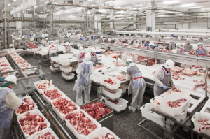 Bản tin thị trường thịt thế giới và trong nước tháng 1.2025