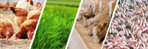Nhập khẩu thức ăn chăn nu&ocirc;i 2 th&aacute;ng đầu năm 2022 sụt giảm