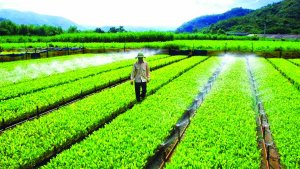 Gỡ bỏ những r&agrave;o cản để n&acirc;ng cao hiệu quả sử dụng đất n&ocirc;ng nghiệp