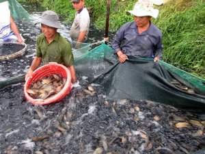 Ph&aacute;t triển n&ocirc;ng th&ocirc;n mới: Cần doanh nghiệp đồng h&agrave;nh
