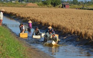 Những m&ocirc; h&igrave;nh sinh kế cho người d&acirc;n v&ugrave;ng lũ Đồng bằng s&ocirc;ng Cửu Long