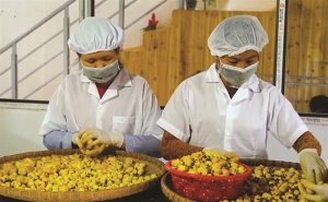 Giấc mộng chưa th&agrave;nh tr&ecirc;n mỏ v&agrave;ng dược liệu 