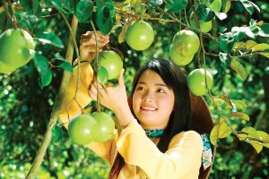 N&acirc;ng cao hiệu quả tham gia chuỗi gi&aacute; trị to&agrave;n cầu đối với n&ocirc;ng sản Việt Nam