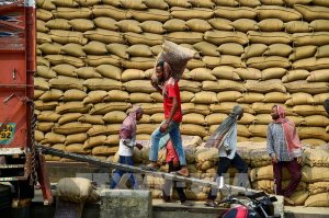 Năm 2025, thị trường gạo dự b&aacute;o sẽ s&ocirc;i động