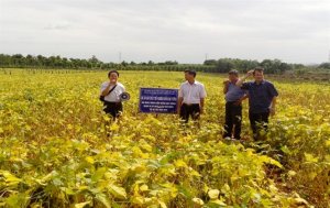Tín hiệu tốt cho đậu tương ở Tây Nguyên