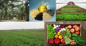  Xu thế phát triển nông nghiệp hữu cơ 