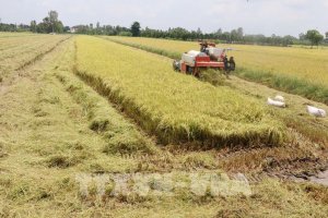 Thị trường n&ocirc;ng sản: Gi&aacute; l&uacute;a đi ngang ở mức cao