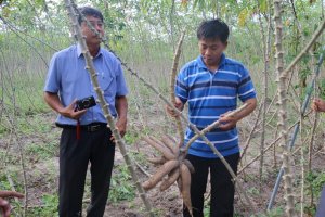 Kinh nghiệm quản l&yacute; dịch hại khảm l&aacute; sắn