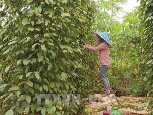 Xuất khẩu hồ ti&ecirc;u tăng hơn 40%