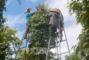 Gi&aacute; ti&ecirc;u 25/10: Tiếp tục chững lại?