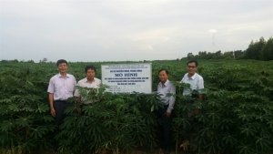 Trồng sắn tr&ecirc;n đất l&uacute;a thiếu nước