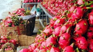 Hết &ldquo;một m&igrave;nh một chợ&rdquo;, thanh long Việt Nam cần cạnh tranh &ldquo;s&ograve;ng phẳng&rdquo; tại Trung Quốc