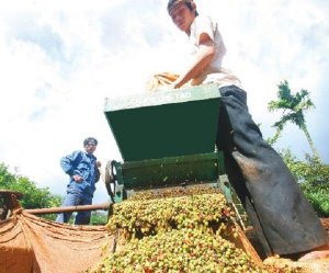 2017: gi&aacute; c&agrave; ph&ecirc; sẽ ra sao?