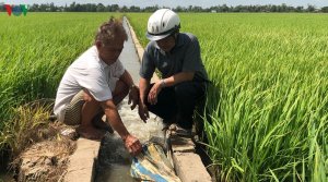 Hoạt động canh t&aacute;c l&uacute;a v&ugrave;ng ĐBSCL: Nỗ lực giảm thiểu kh&iacute; methane