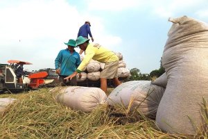 Trợ gi&aacute; l&uacute;a gạo của Th&aacute;i Lan: "Con dao hai lưỡi" đối với Việt Nam?