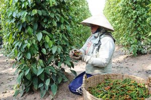 Xuất khẩu hồ ti&ecirc;u bứt tốc