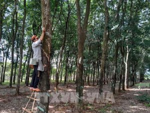 Gi&aacute; thu mua mủ cao su ở B&igrave;nh Phước tăng vọt