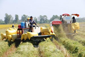 Thị trường n&ocirc;ng sản: Gi&aacute; l&uacute;a, gạo tăng trở lại