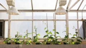 Khắc phục hạn chế quang hợp l&agrave;m tăng 40% năng suất c&acirc;y trồng