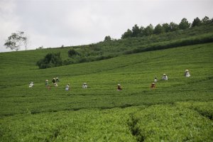 Thị trường ch&egrave; thế giới v&agrave; triển vọng
