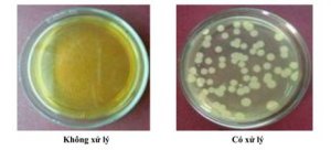 Nghi&ecirc;n cứu sử dụng vi khuẩn đối kh&aacute;ng Pseudomonas putida ph&ograve;ng trừ bệnh chết nhanh (Phytophthora capsici) tr&ecirc;n c&acirc;y