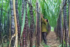 Sản lượng m&iacute;a ti&ecirc;u thụ, chế biến thấp nhất trong 19 vụ 