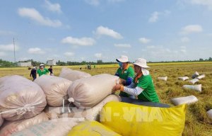 Thị trường n&ocirc;ng sản: Gi&aacute; l&uacute;a tiếp tục tăng nhẹ