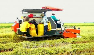 Thị trường n&ocirc;ng sản: Gi&aacute; l&uacute;a tiếp tục tăng