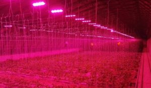 Kỹ thuật đột ph&aacute; trồng c&acirc;y bằng điện tăng năng suất ở Trung Quốc